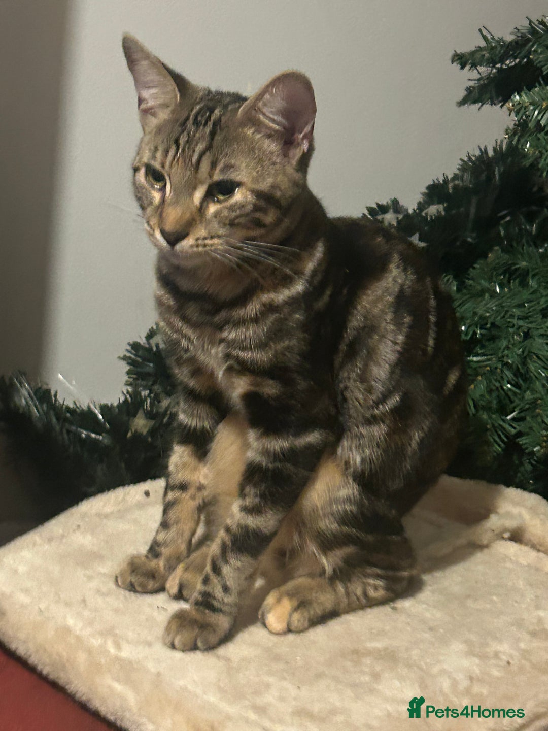 Bengal cats for sale: Beautiful Bengal Female Kitten Seeks Loving Home  - Advert 5