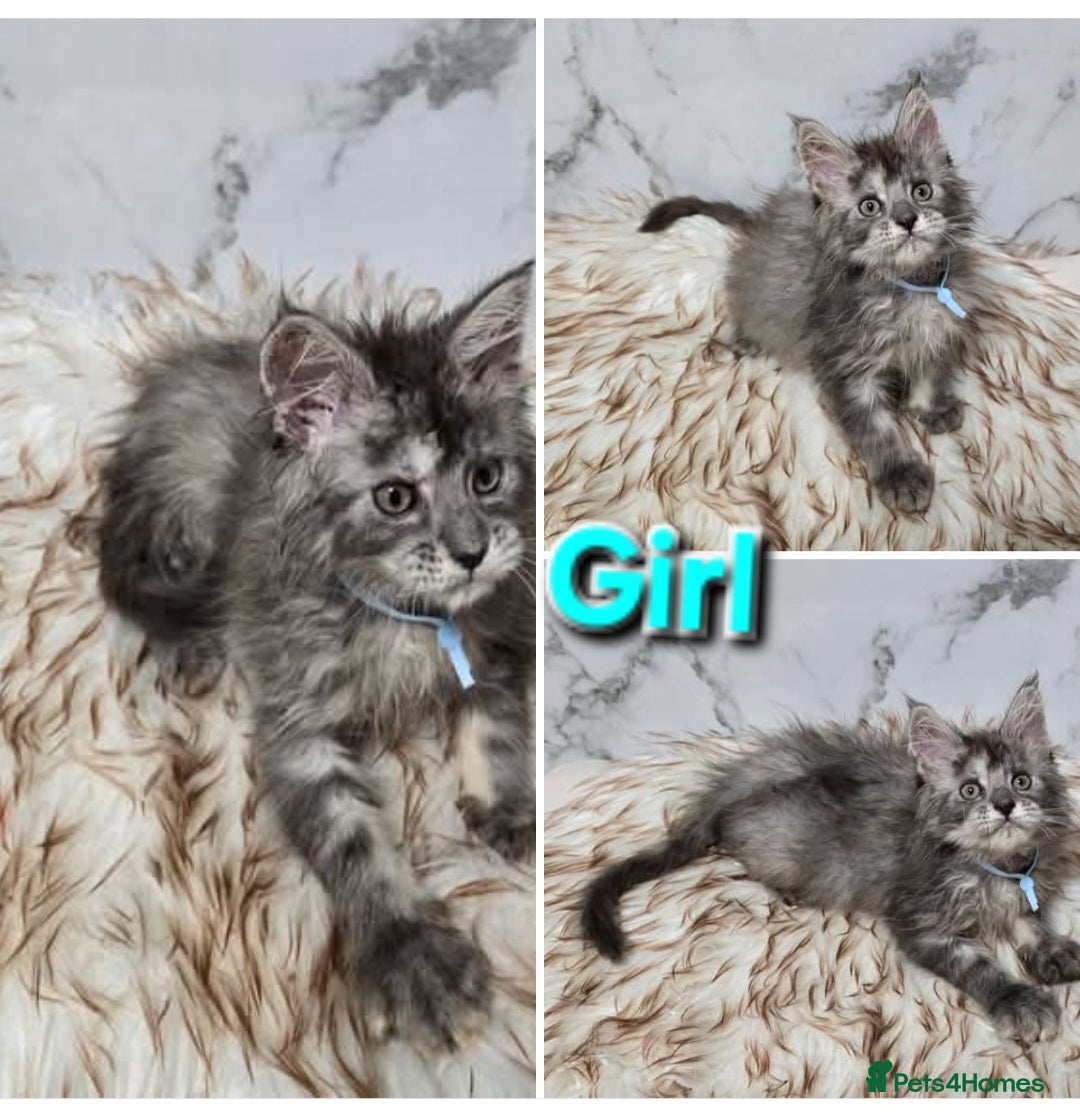 Maine Coon cats 1x Kittens MaineCoon Tica Registred  - Advert 6