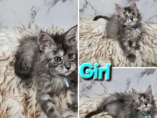 Maine Coon cats 1x Kittens MaineCoon Tica Registred - Advert 3