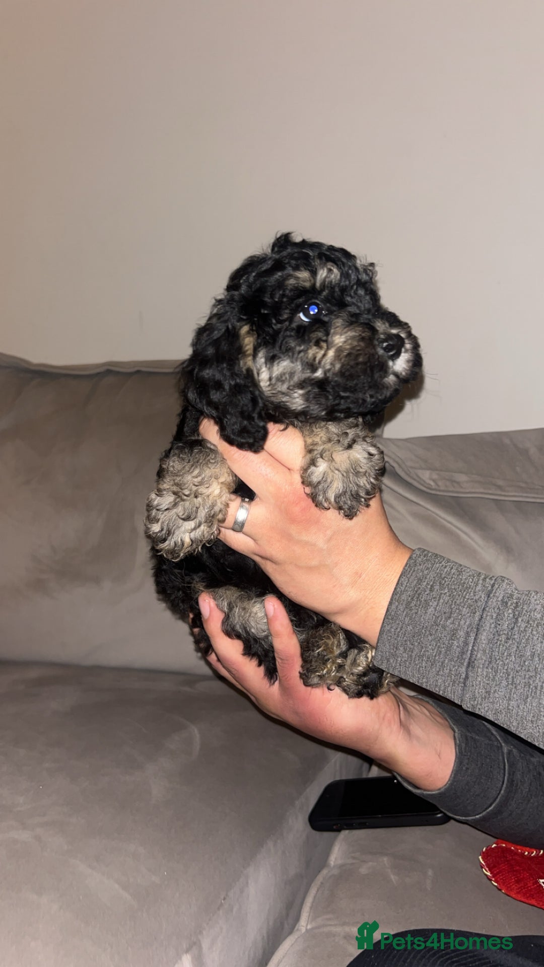 Miniature Poodle dogs for sale: 🐩🌈Miniature Merle poodle puppies 🌈🐶❤️ - Advert 20