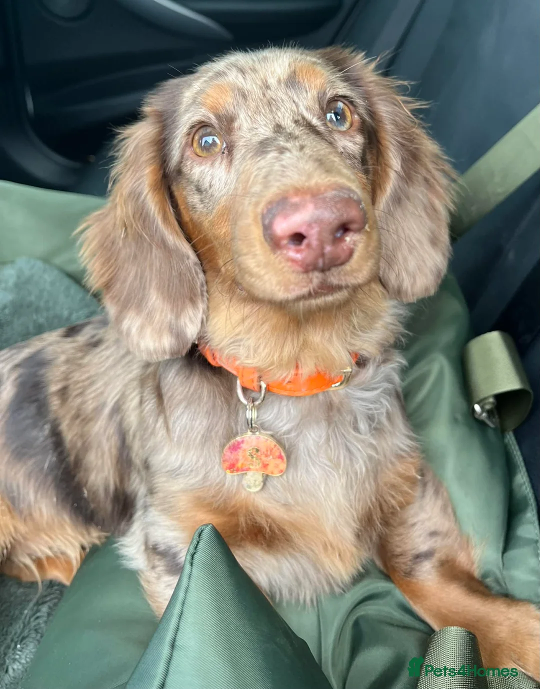Miniature Dachshund dogs for sale: Male miniature dachshund  - Advert 2
