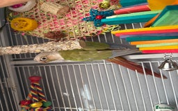 Ringnecks birds for sale: Bird pair and cage  - Image 6