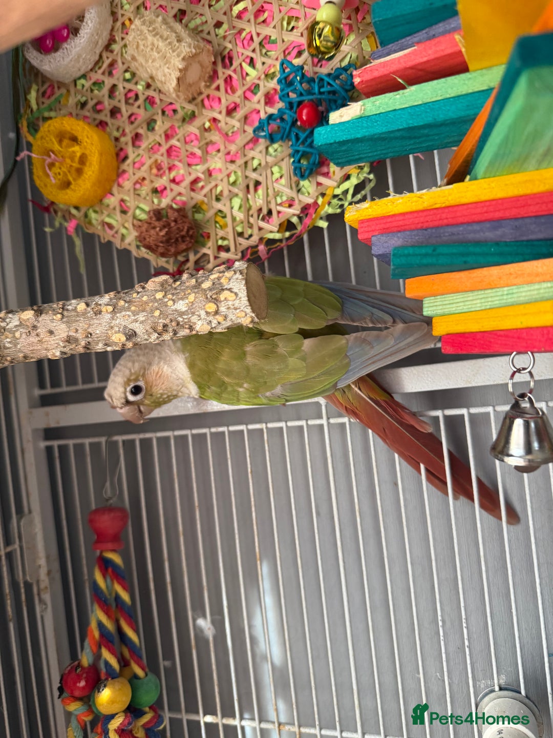 Ringnecks birds for sale: Bird pair and cage  - Image 6