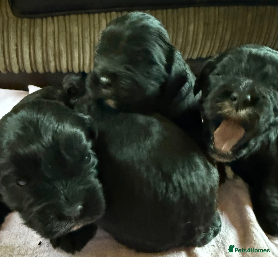 Mixed Breed dogs for sale: Gorgeous toy apricot and black cavapoos  - Advert 8