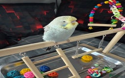 Budgerigars birds for sale: Baby budgie  - Image 2