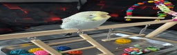 Budgerigars birds for sale: Baby budgie  - Advert 2