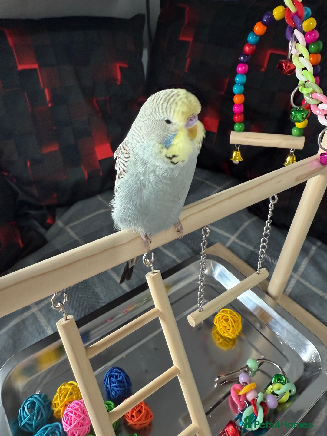 Budgerigars birds for sale: Baby budgie  - Image 2