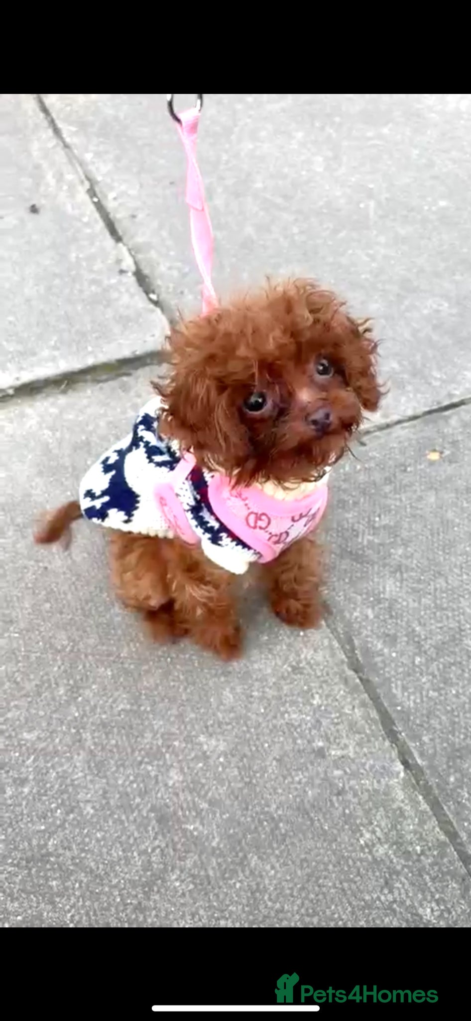 Toy Poodle dogs Rare Asian Toy Poodle (Under 1kg) - Advert 5