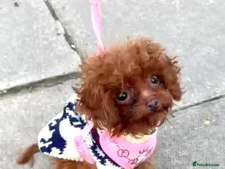 Toy Poodle dogs Rare Asian Toy Poodle (Under 1kg) - Advert 5