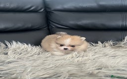 Pomeranian dogs for sale: 🐻Stunning 🤩 Champion Line🏅Teddy Face 🧸 - Image 10