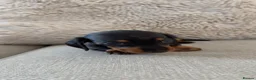 Miniature Dachshund dogs for sale: 5 beautiful miniature dachshund puppies for sale  - Advert 7