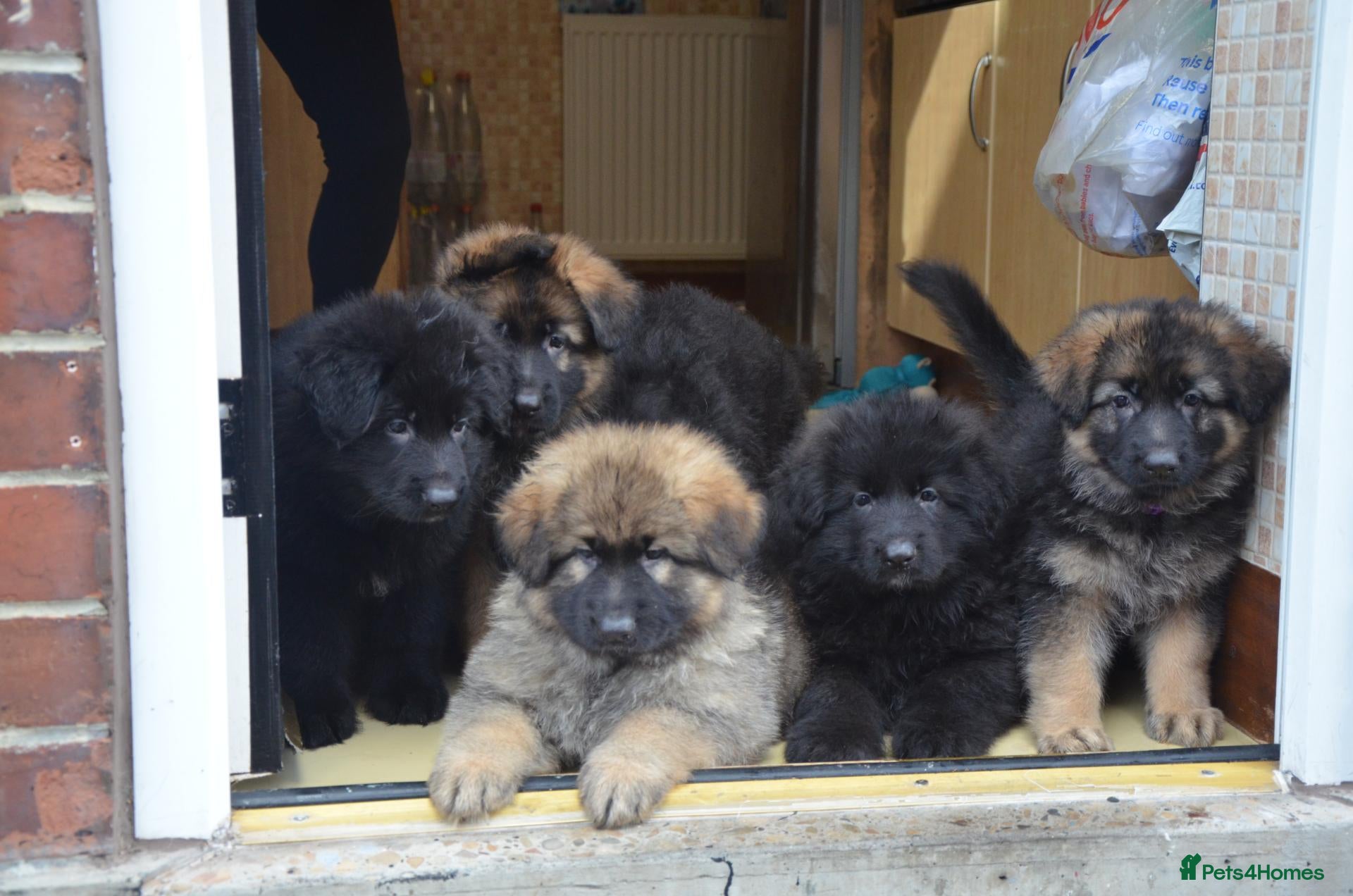 German Shepherd dogs Stunning long haired black puppies large nchunky  - Advert 13