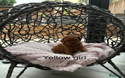 Toy Poodle dogs for sale: Tiny red toy poodles  - Image 6