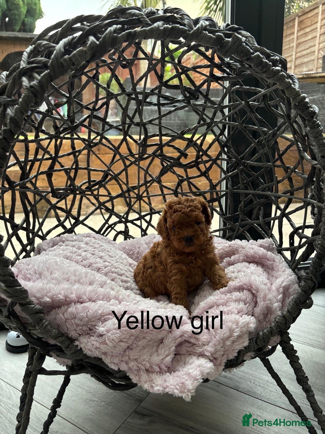 Toy Poodle dogs for sale: Tiny red toy poodles  - Image 6
