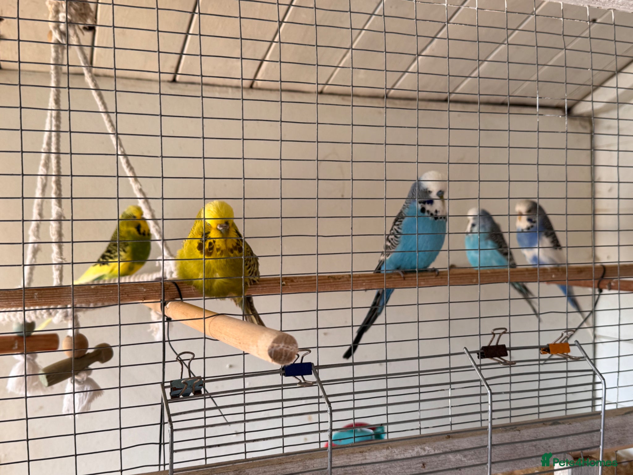 Budgerigars birds Budgies free to a good home  - Advert 4