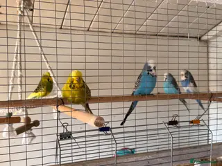 Budgerigars birds Budgies free to a good home - Advert 4