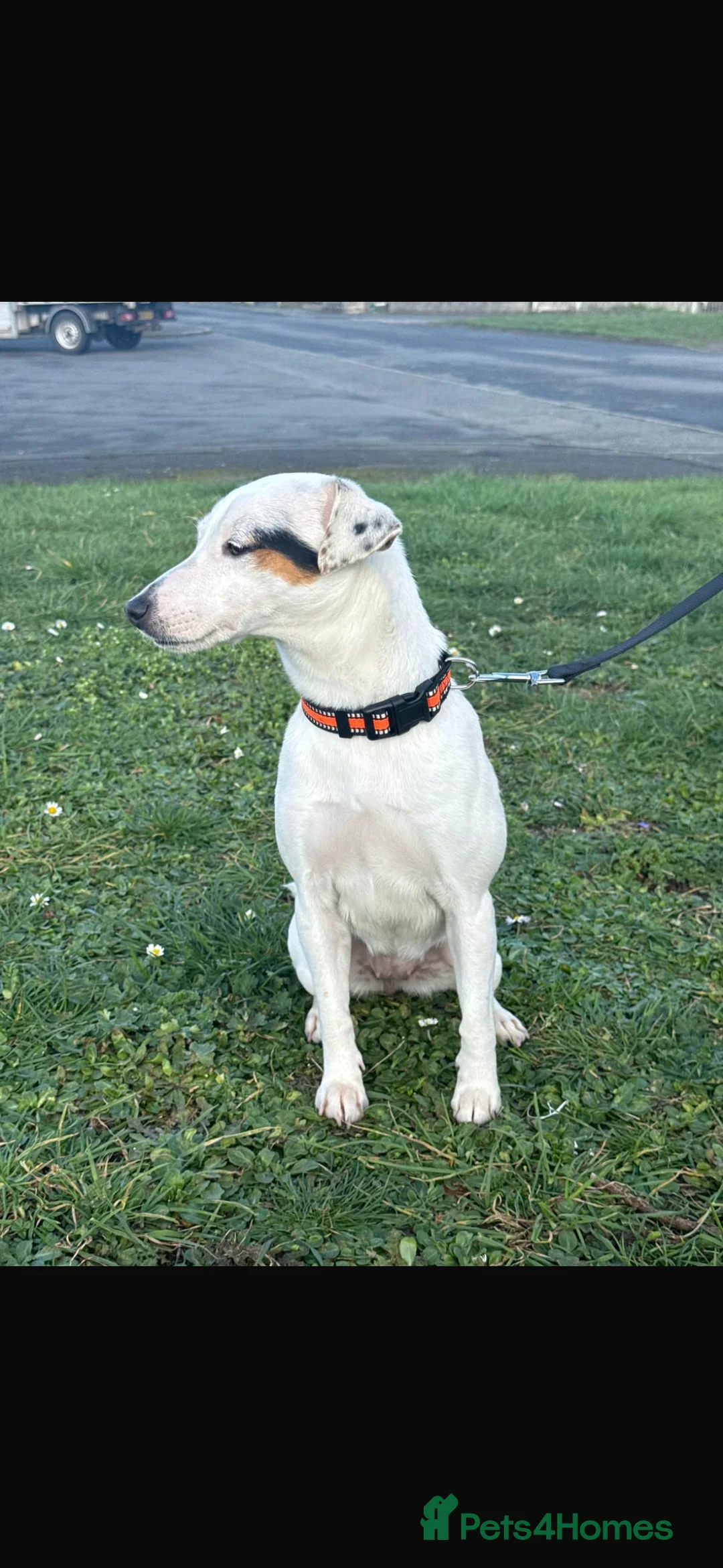 Jack Russell dogs for sale: 18 month old female jack Russell - Advert 5