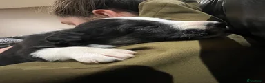 Border Collie 1