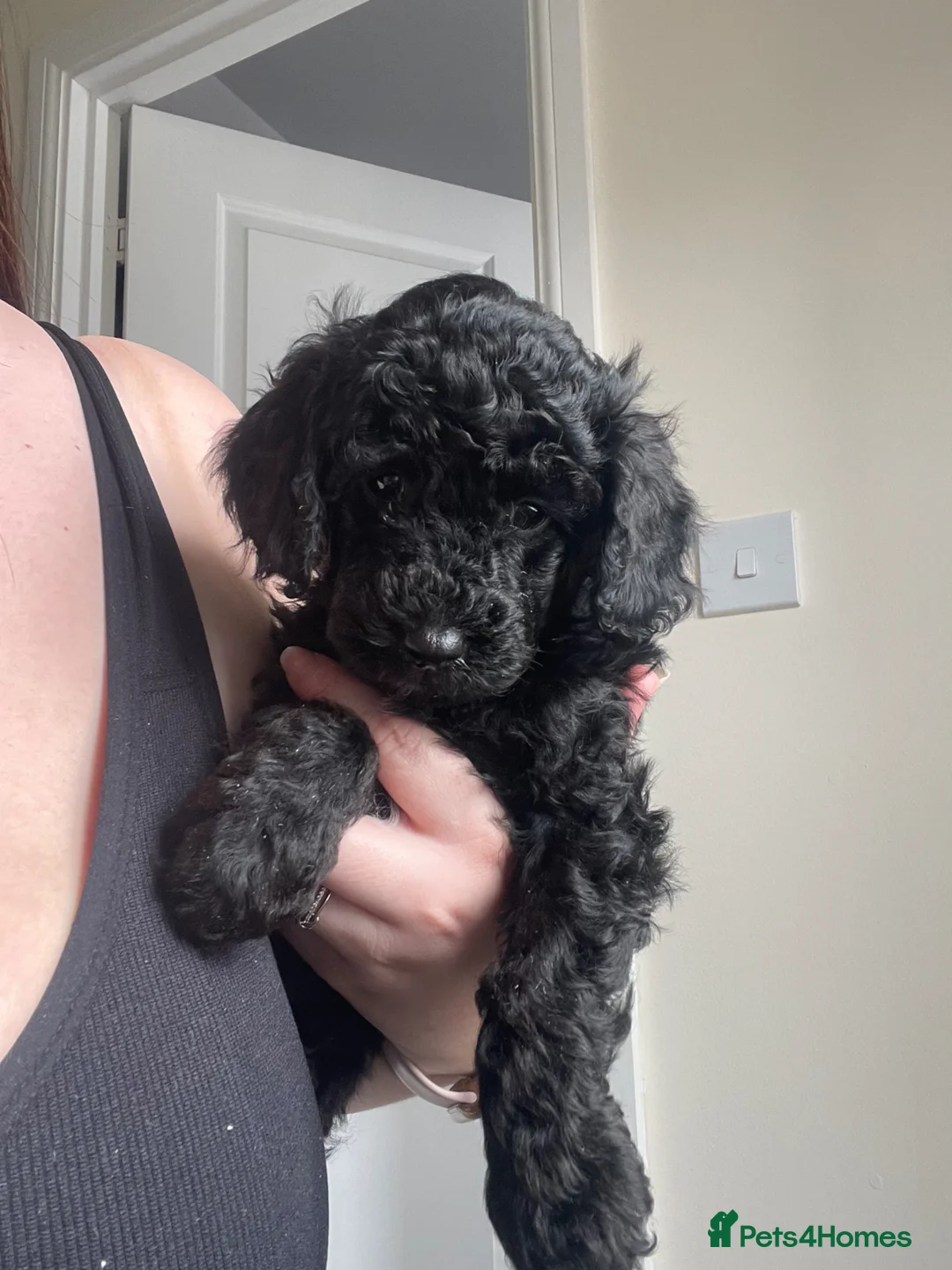 Toy Poodle dogs for sale: toy poodle puppies Ready to leave 5th april  - Advert 2