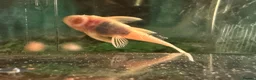 Plecos fish for sale: Plecos for sale  in Clacton-on-Sea - Advert 3