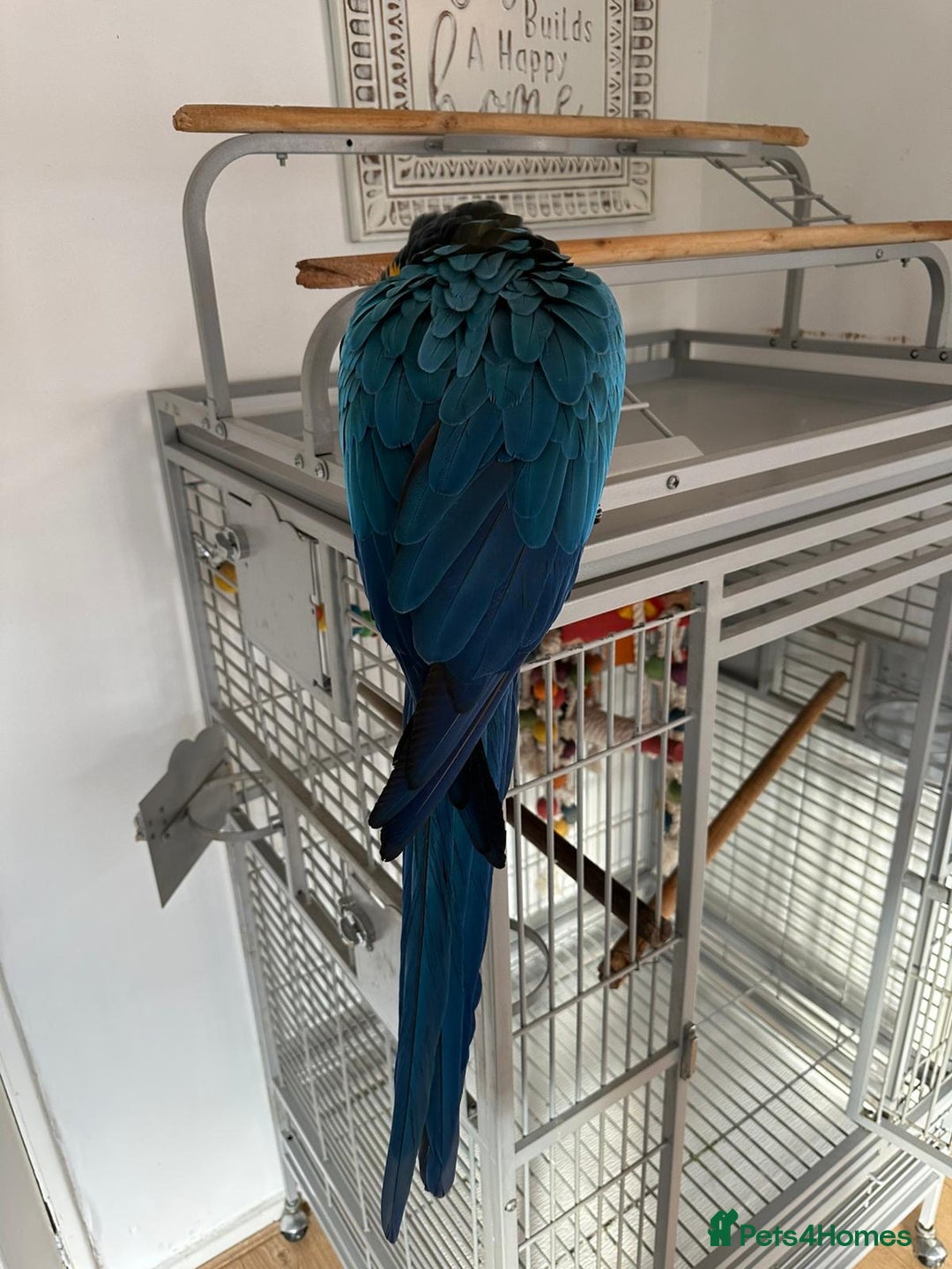 Macaws birds for sale: Blue and gold macaw 5 years old  - Image 13
