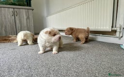 Shar Pei dogs for sale: Top quality bear coat sharpei  - Image 30