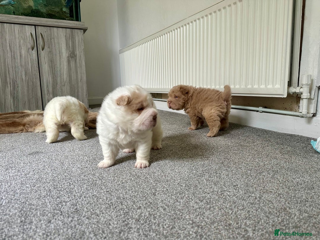 Shar Pei dogs for sale: Top quality bear coat sharpei  - Image 30
