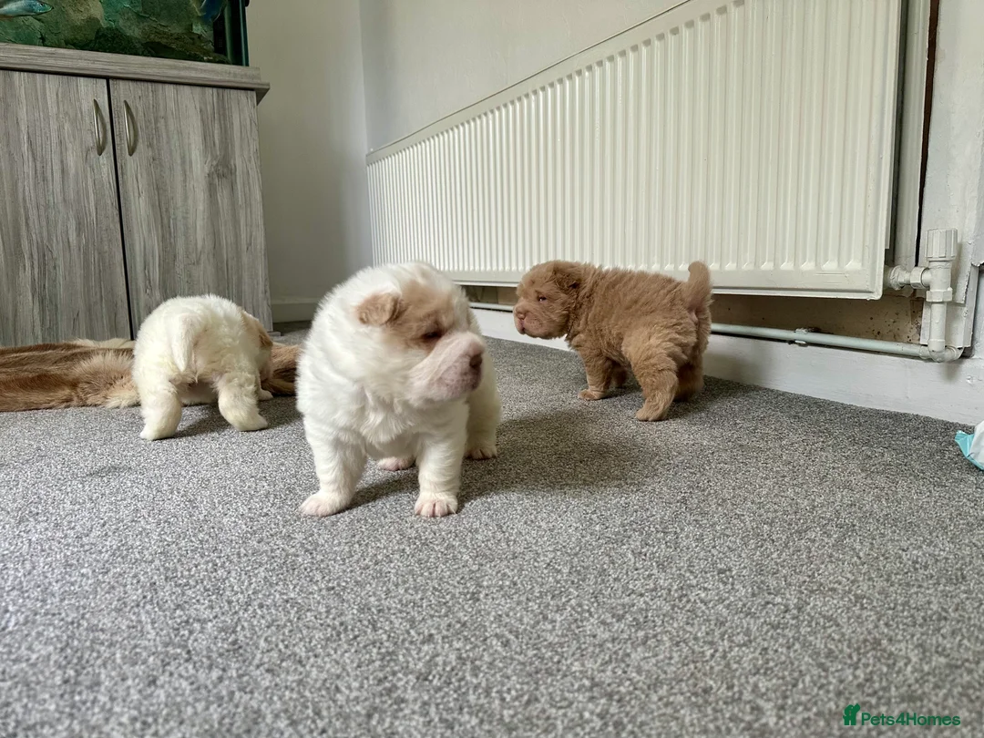 Shar Pei dogs for sale: Top quality bear coat sharpei  - Advert 19
