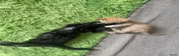 Mixed Breed cats for sale: Little best friends - Advert 10