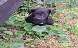 Patterdale Terrier dogs for sale: 4 Lovely Patterdale Puppies - Image 9