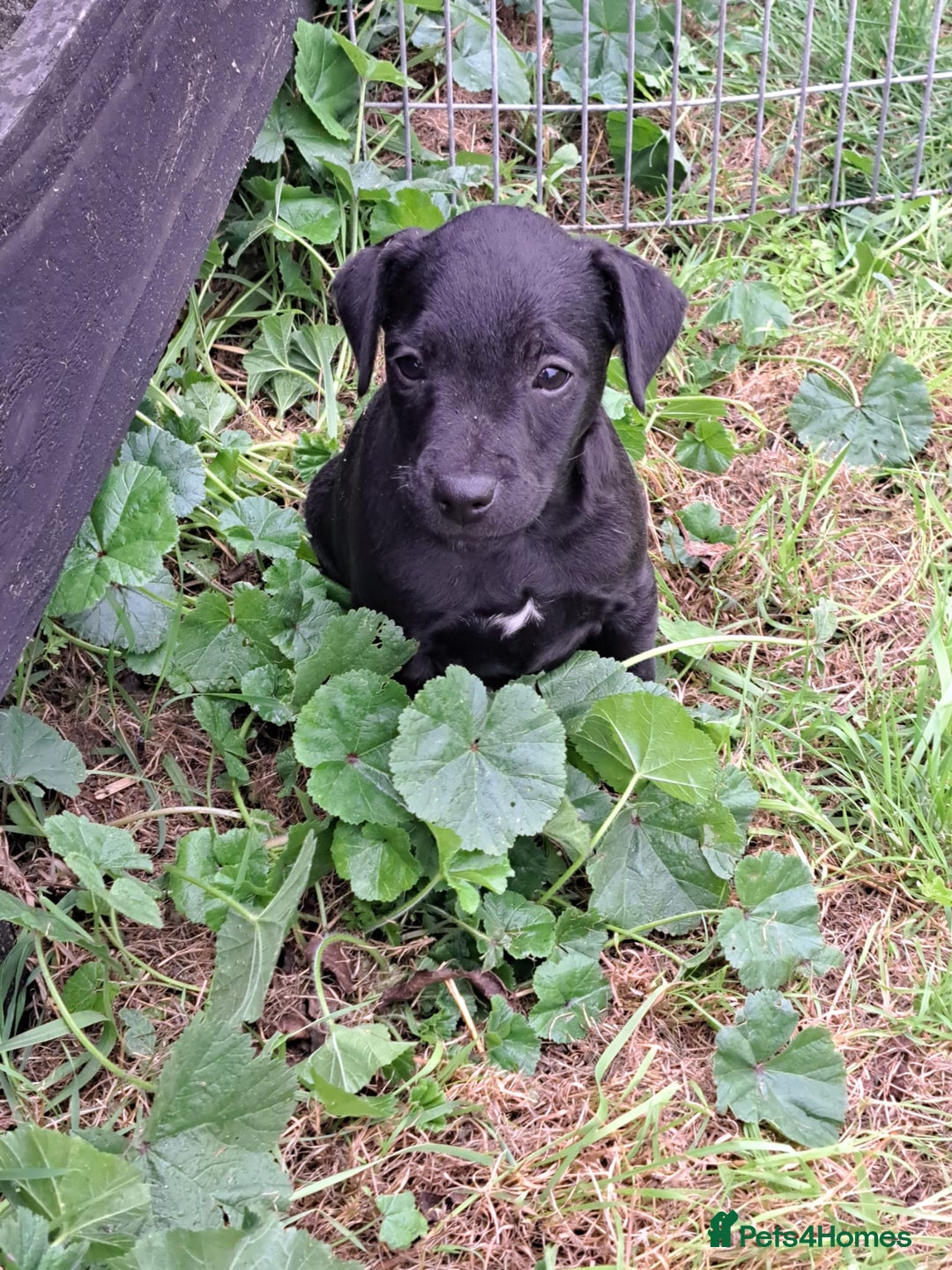 Patterdale Terrier dogs for sale: 4 Lovely Patterdale Puppies - Image 9