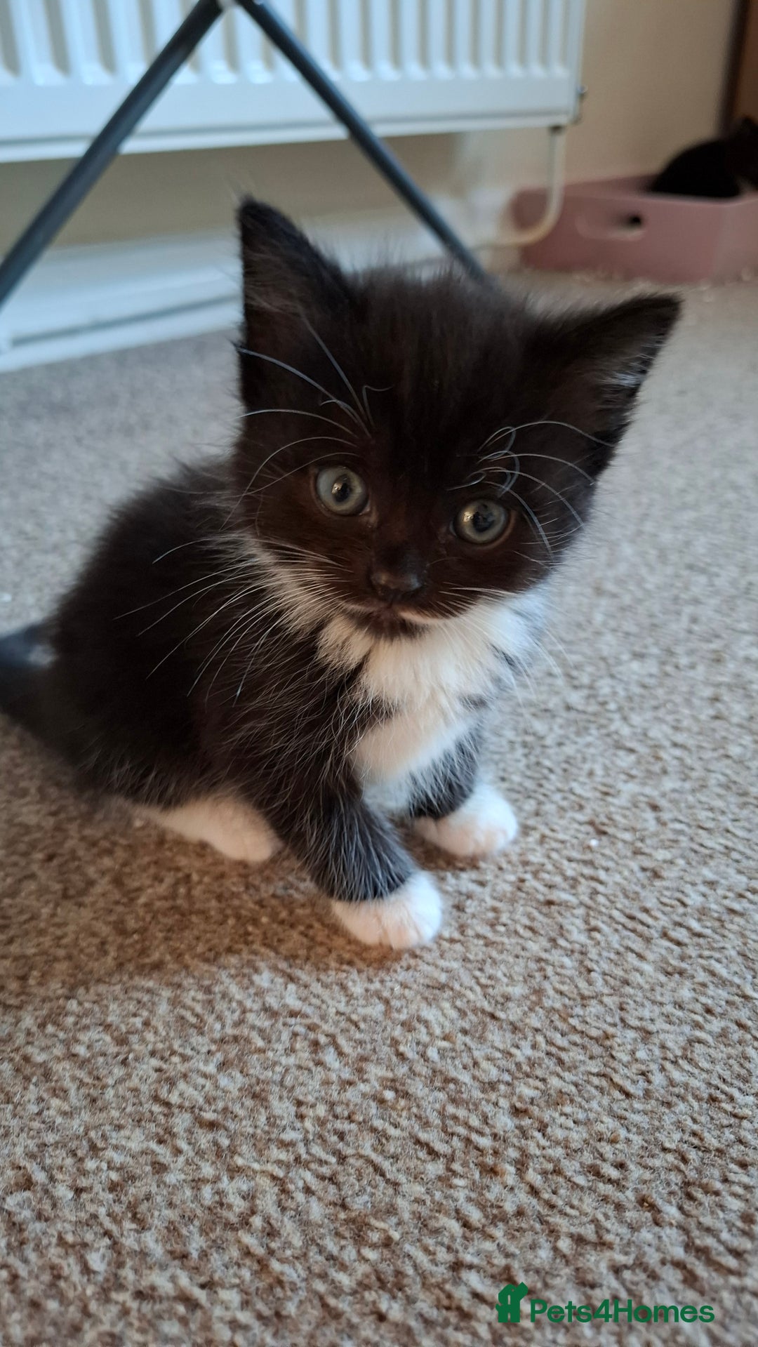Mixed Breed cats for sale: Persian mixed breed kittens  - Image 7
