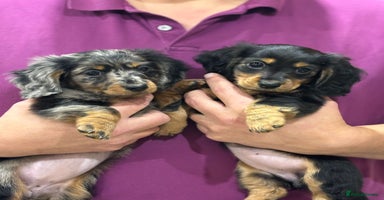 Miniature Dachshund dogs Stunning KC Reg Long Hair Mini Dachshund Puppies - Advert 9