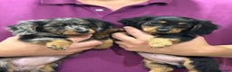 Miniature Dachshund dogs for sale: KC Long Hair 'Mini-Mini' Dachshund Puppies - Advert 8