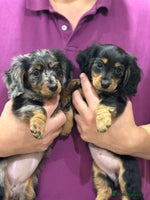 Miniature Dachshund dogs Stunning KC Reg Long Hair Mini Dachshund Puppies - Advert 9