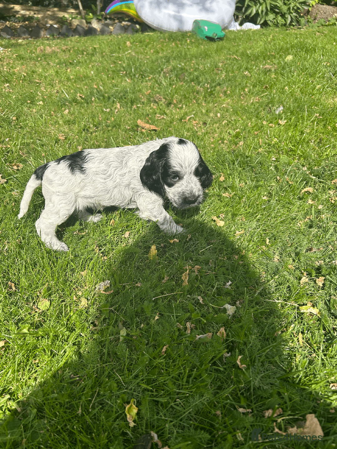 Cocker Spaniel dogs for sale: Cocker Spaniel Pups – From Lindridge Line  - Image 25