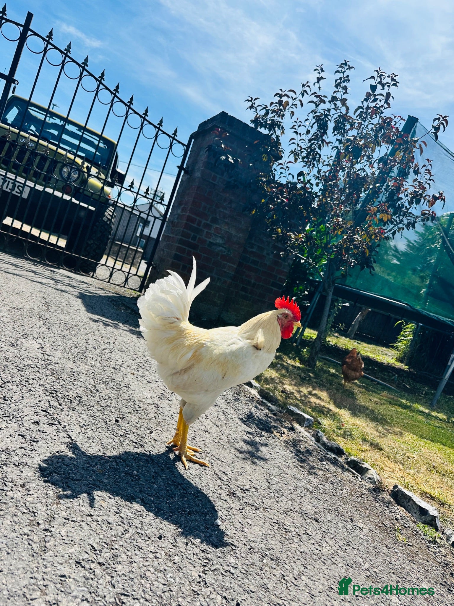 Chickens poultry Cockerel - Advert 14