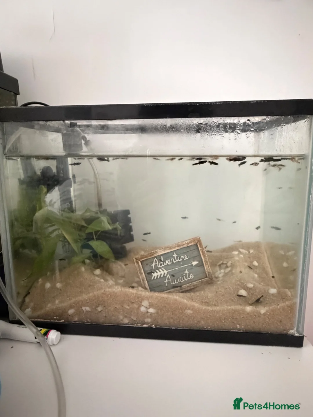 Mollies fish for sale: Baby mollies in Chard - Advert 2
