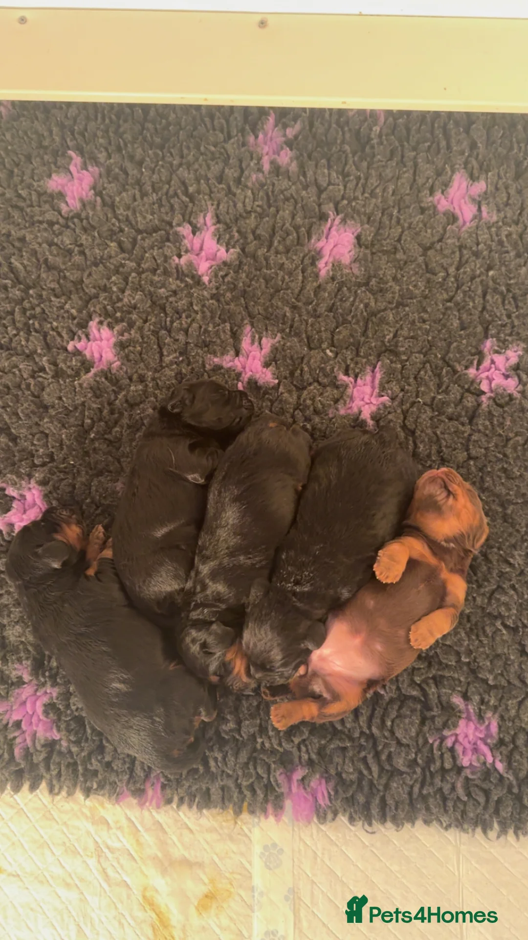 Cocker Spaniel dogs for sale: 🐾 Exceptional Working Cocker Spaniel Puppies 🐾 - Advert 2