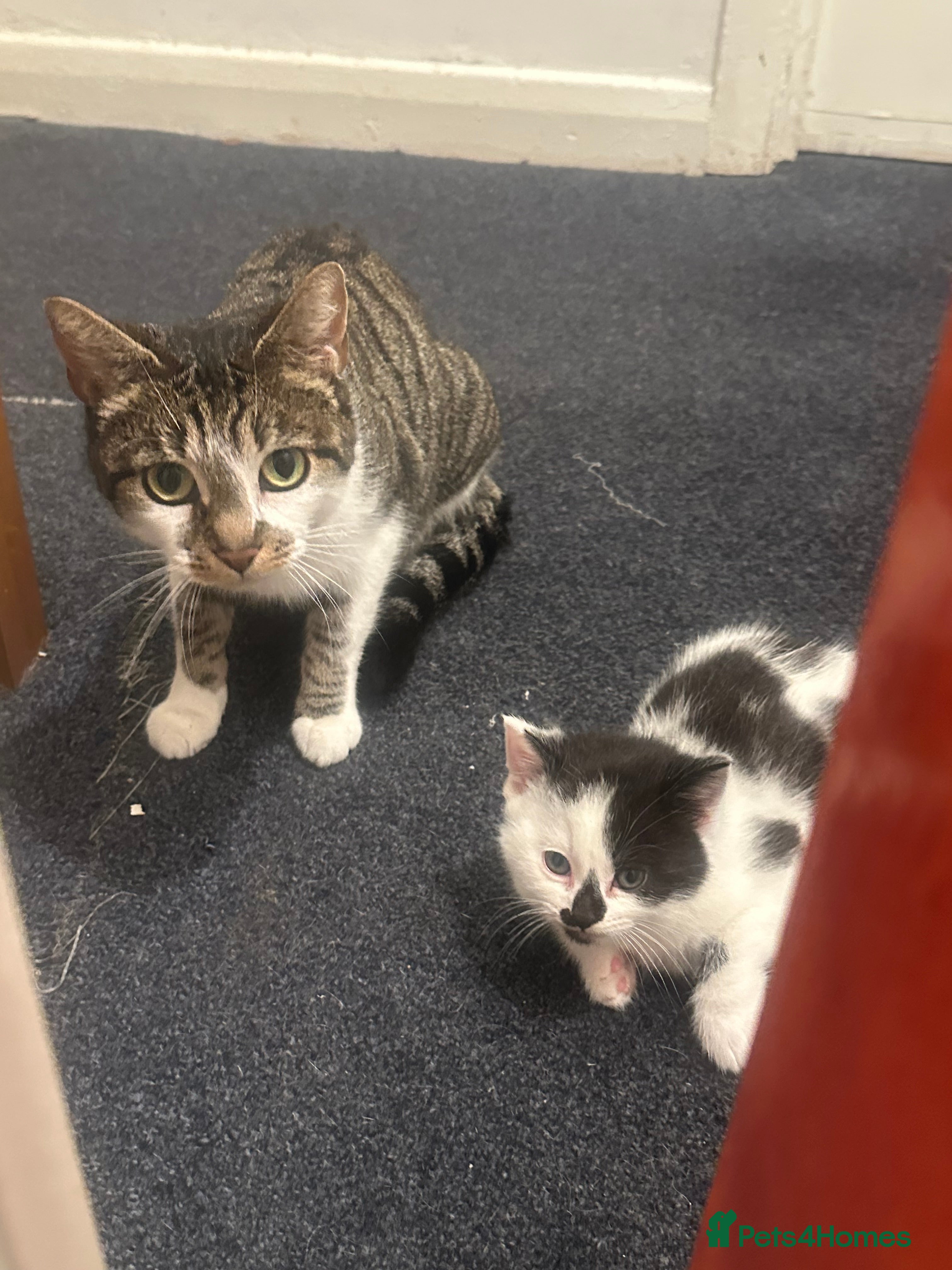 American Wirehair cats 3 KITTENS FOR SALE - ready to leave Jan 11th - Advert 2