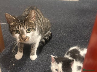 American Wirehair cats 3 KITTENS FOR SALE - ready to leave Jan 11th - Advert 2