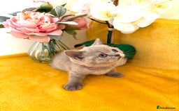 British Shorthair cats for sale: Top quality GCCF kittens  - Image 9