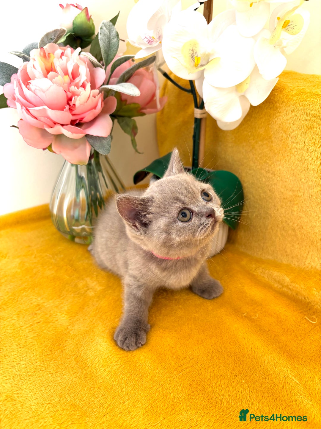 British Shorthair cats for sale: Top quality GCCF kittens  - Image 9