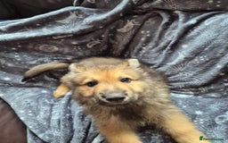 German Shepherd dogs for sale: German Shepard Puppy's 9 weeks  - Image 8