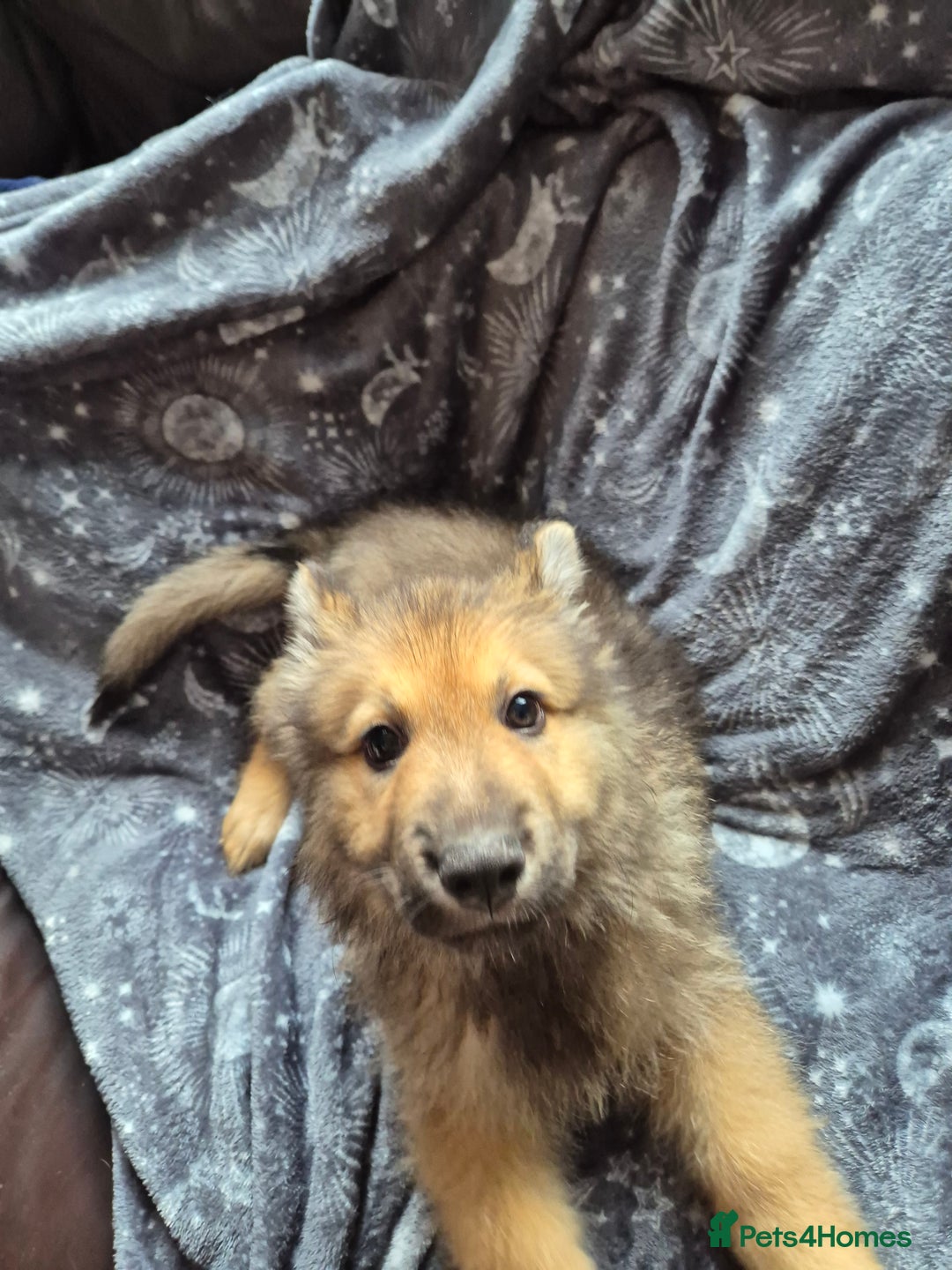 German Shepherd dogs for sale: German Shepard Puppy's 9 weeks  - Image 8