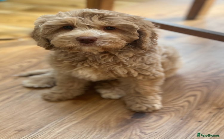 Labradoodle dogs - Advert 11