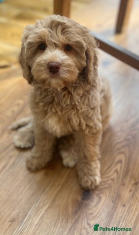 Labradoodle dogs - Advert 11