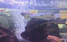 Gouramis fish for sale: Blue Three Spotted Gourimi's Pair - Image 3