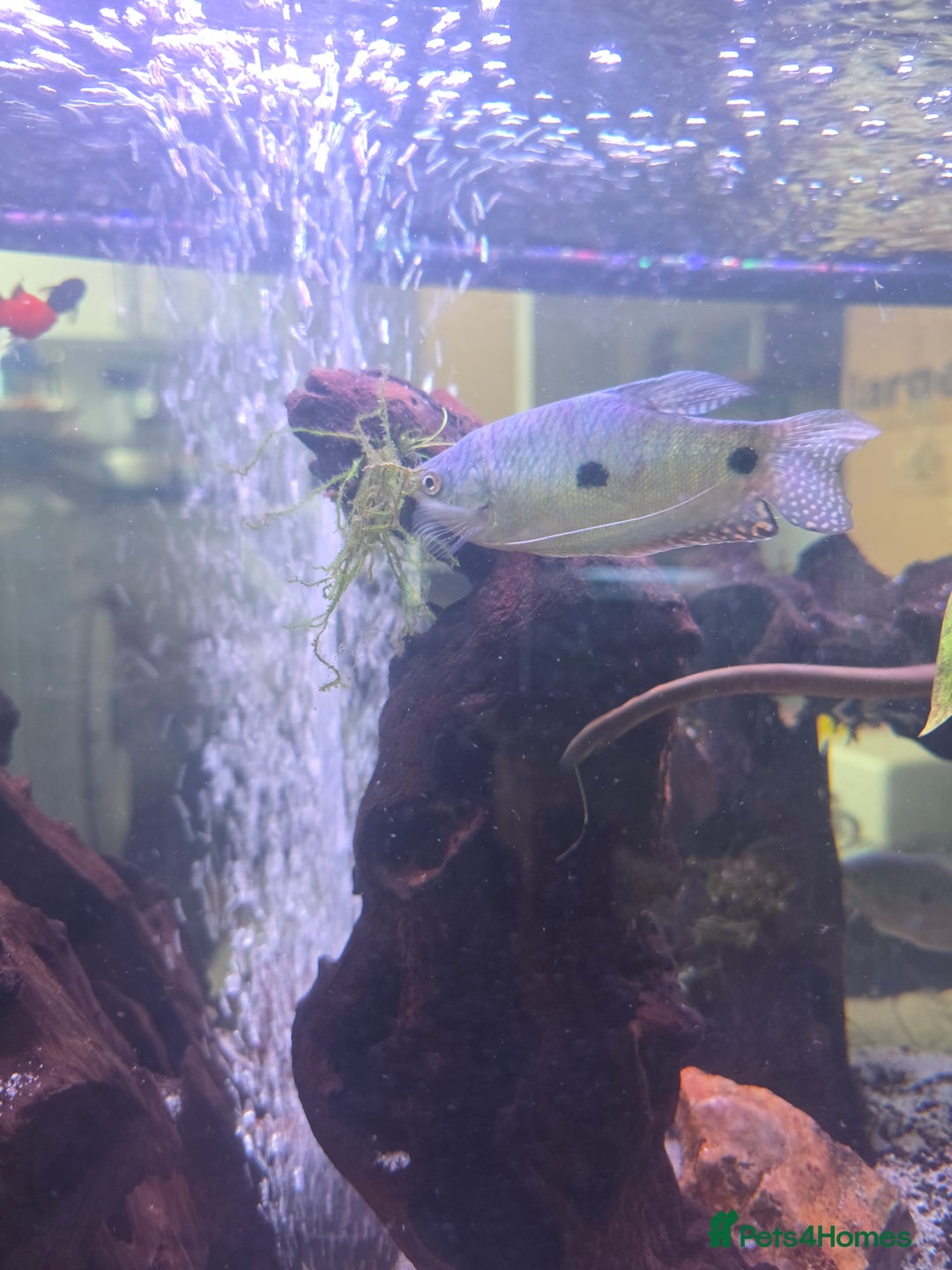 Gouramis fish for sale: Blue Three Spotted Gourimi's Pair - Image 3
