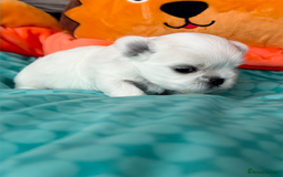 Maltese dogs for sale: 🌟Maltedoll Tiny Korean Maltese KC Reg🌟 - Image 13